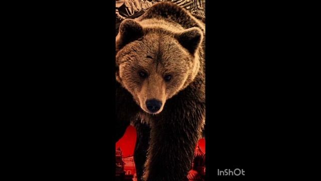Россия Сво МИР