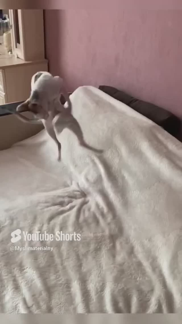Он внутри меня живёт 🤪 #котики #хорошеенастроение  #корнишрекс