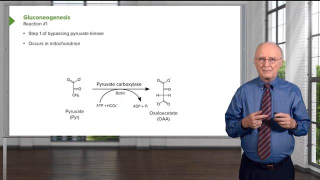 01.02 Carbohydrate Metabolism Gluconeogenesis