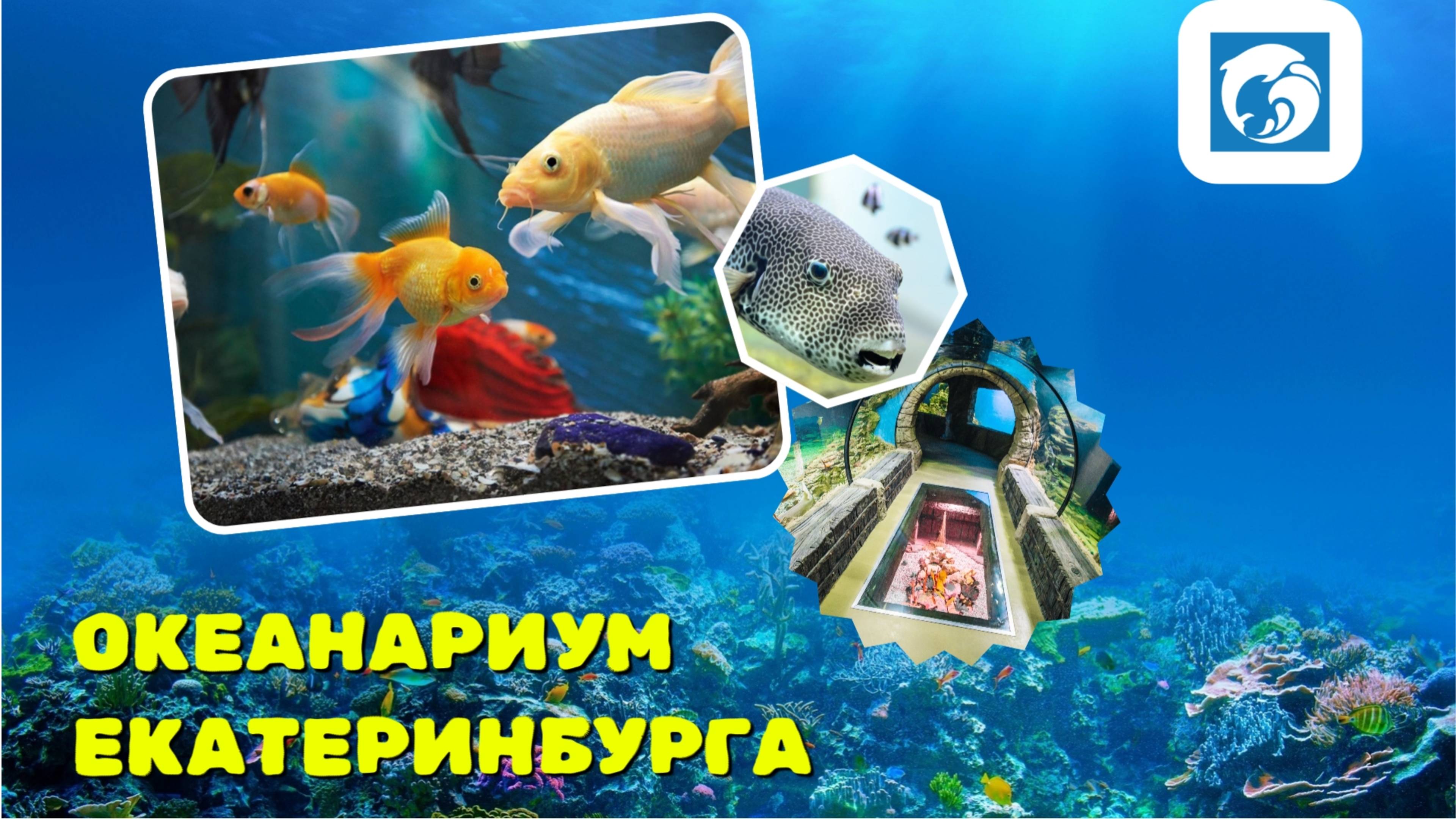 ПОСЕТИЛИ ОКЕАНАРИУМ ЕКАТЕРИНБУРГА / ЯНВАРЬ 2025 / 4К