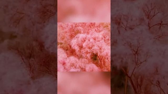 Красная макарения. Колумбия
