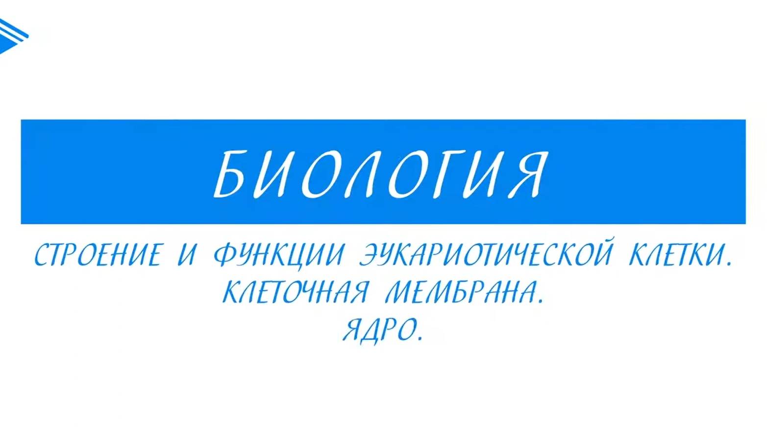 10 класс - Биология - Строение и функции эукариотической клетки. Клеточная мембрана. Ядро