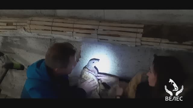 Спасли раненую "тетёрку" глухарку (копалуху) в центре города