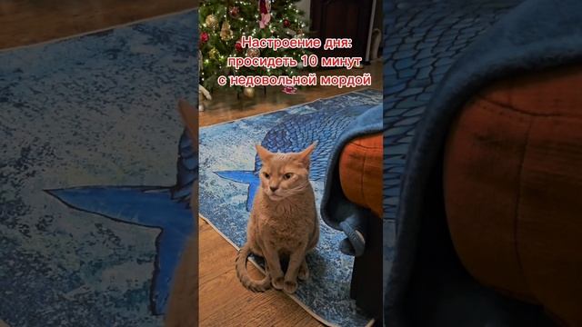 Настроение кота - сидеть и хмурится #котневдухе