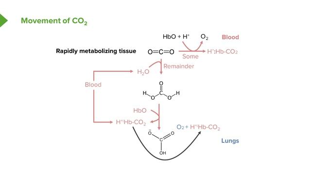 04.05 Movement of CO2