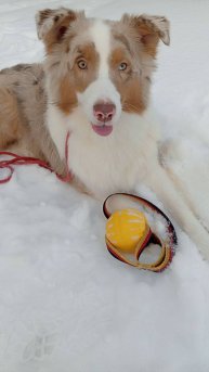 Чем занять собаку на улице?