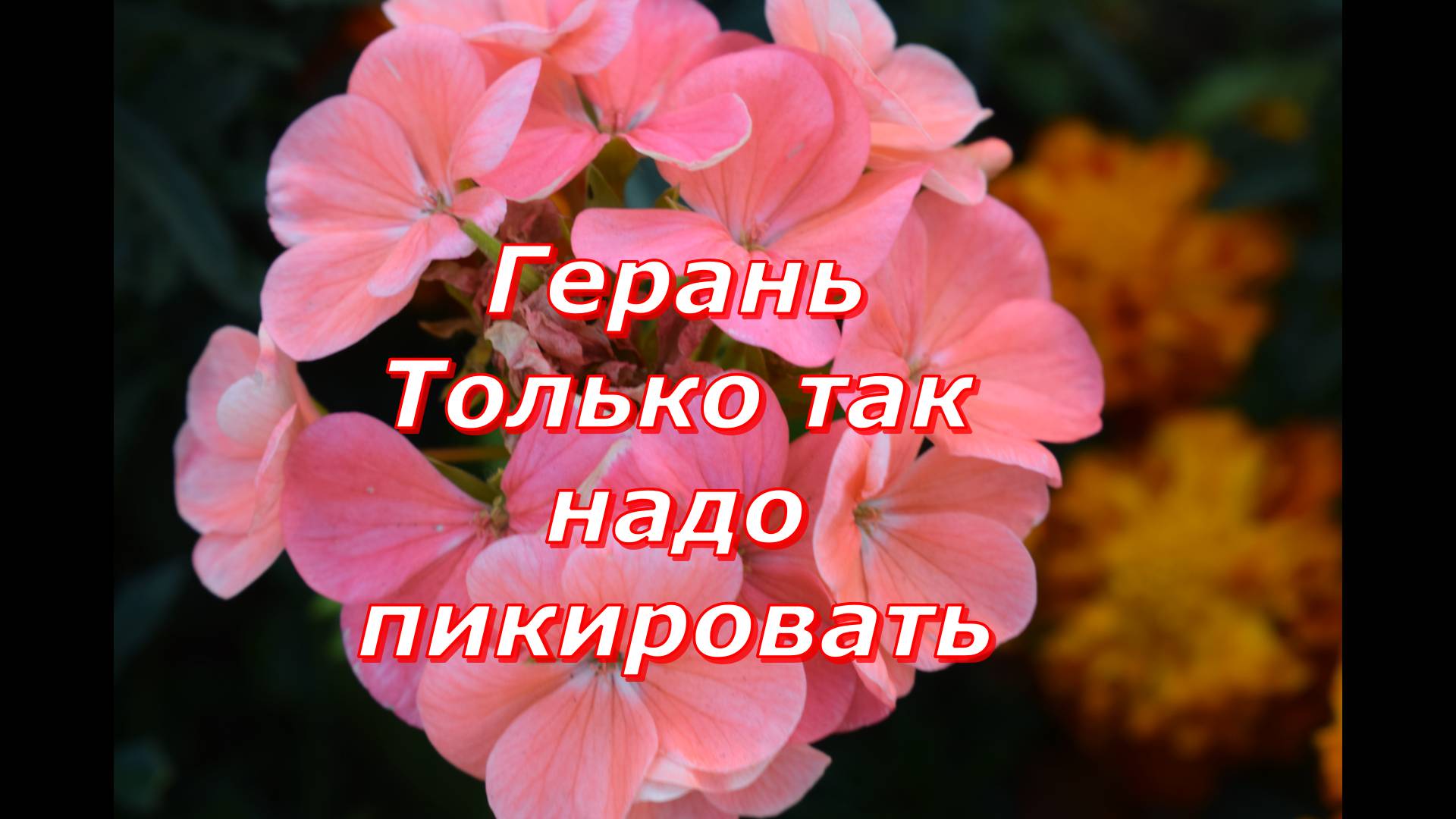 Подросшую рассаду Герани(Пеларгонии) всегда пикирую только так! #цветы #герань #пикировка