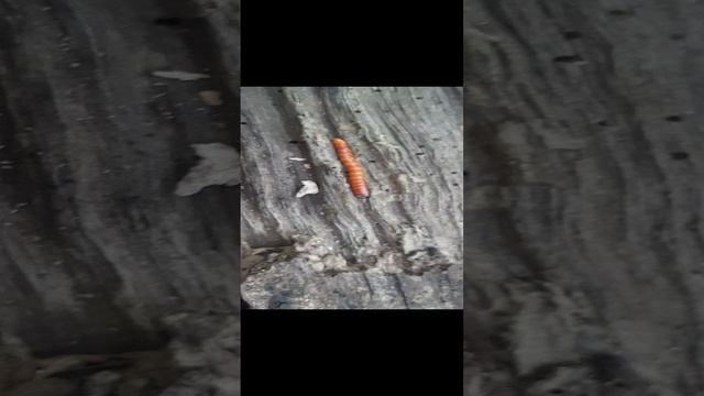 Северо-Западный Кавказ. Дождевые черви. 2