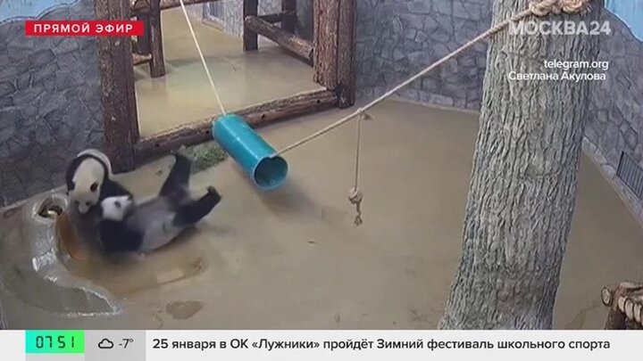 Панда Катюша повалила маму Диндин в Московском зоопарке