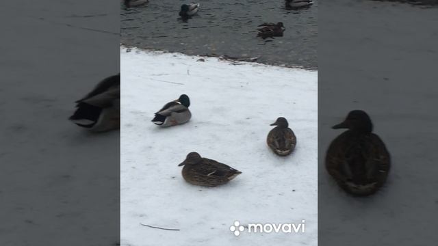 Екатерининский парк . Метро Достоевская . 14.01.2025 г. Москва .