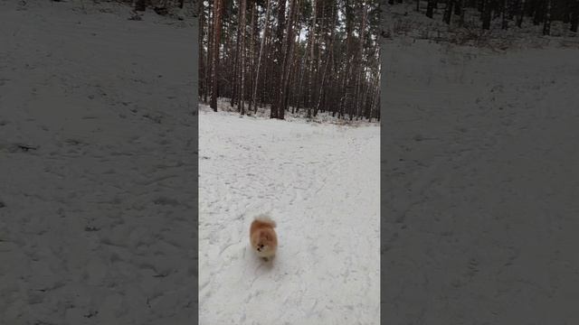 прогулка