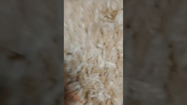 scene_output.mp4