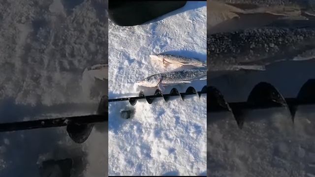 РЫБАЛКА НА ЖЕРЛИЦЫ. ВАЛЕРА СНОВА ОТЛИЧИЛСЯ.