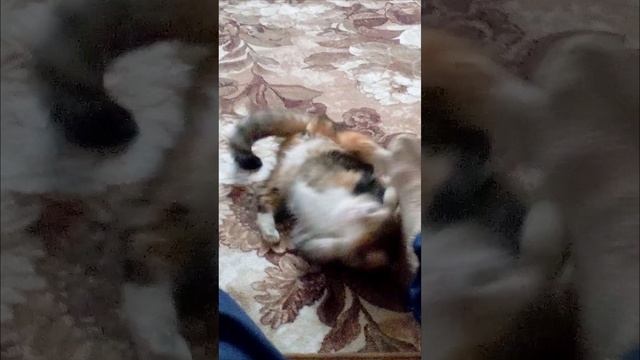 Достал Муську...)