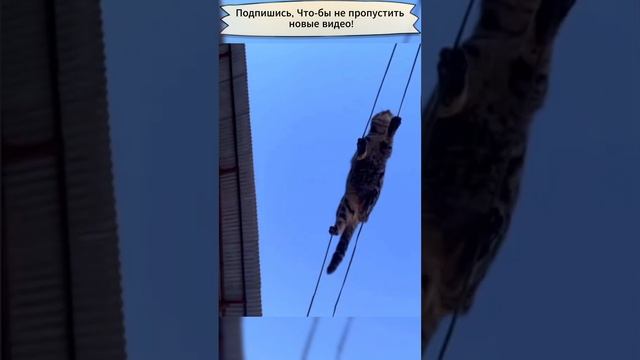 Коты верхолазы