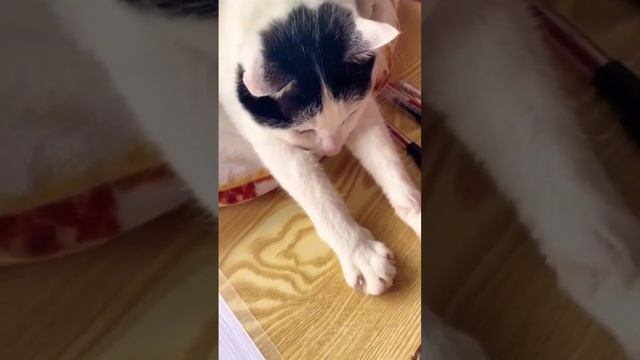 Подборка забавных котов #5