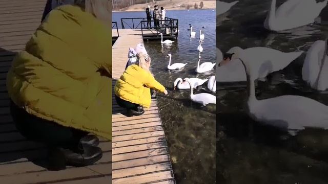 3796.mp4