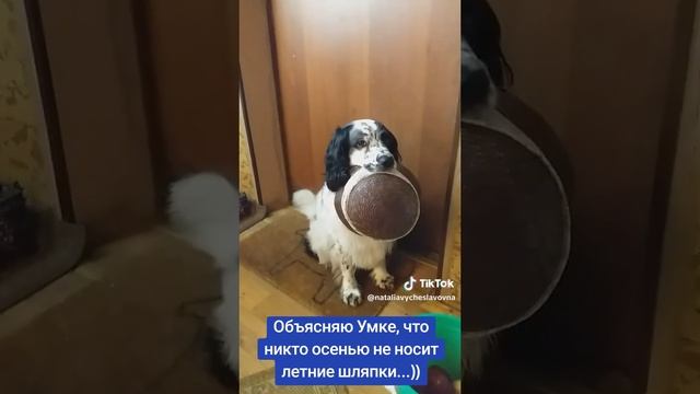 Шляпа...)))