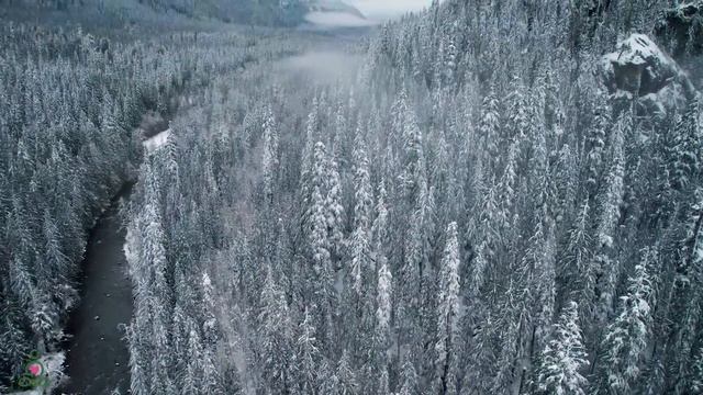 Нежные мелодии для глубокой релаксации🌿 Уменьшает чрезмерные размышления, освежает сердце и душу #1