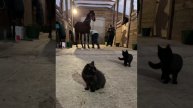 Наши котята