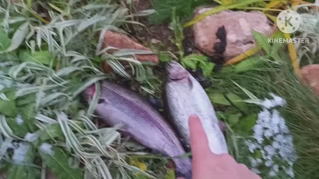 Ловлю форель и радуюсь жизни