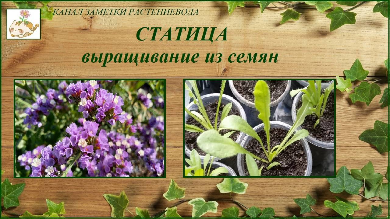 Статица - выращивание из семян