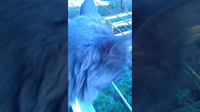 Котя на подоконнике
