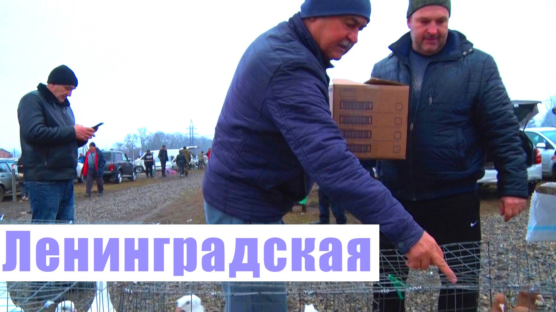 Птичий рынок. Ленинградская. [12.01.2025]