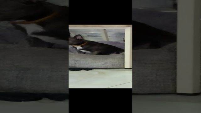дружба кошки и собаки