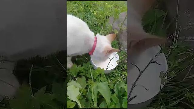 VID-20250114-WA0011.mp4