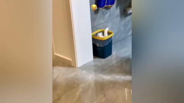Новые_смешные_животные_, которые_ пытаются_ не_ смеяться над_ кошками и_догами_видео-компиляция
