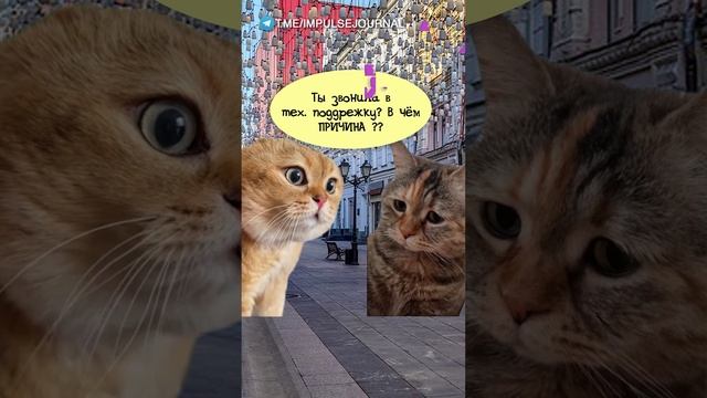 Вай фай #мыкотики #вмем #разговор #анекдот #шутки #животные #юмор #кошки #смешное #мемы #скетчи