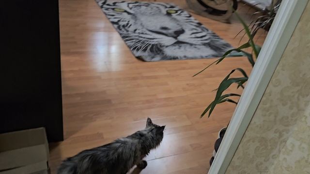 Продолжение знакомства Шерхана и Киары🐾