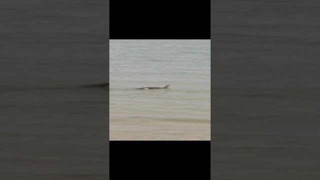 Утка в Чёрном Море