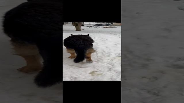 кобель из Балашихи