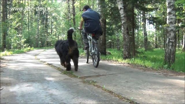 Бернский зенненхунд Виконт