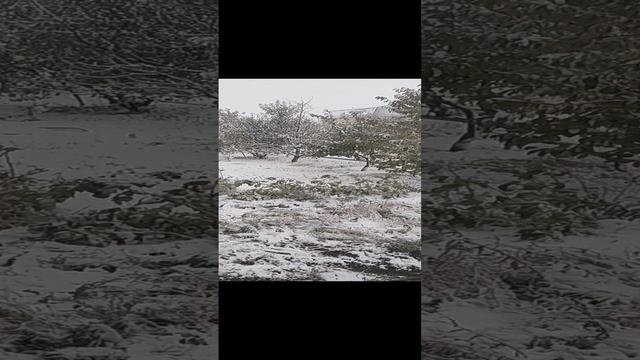 ноябрьский снег