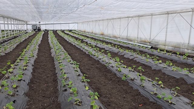 Огурец на тёплой грядке, январь 2025 год