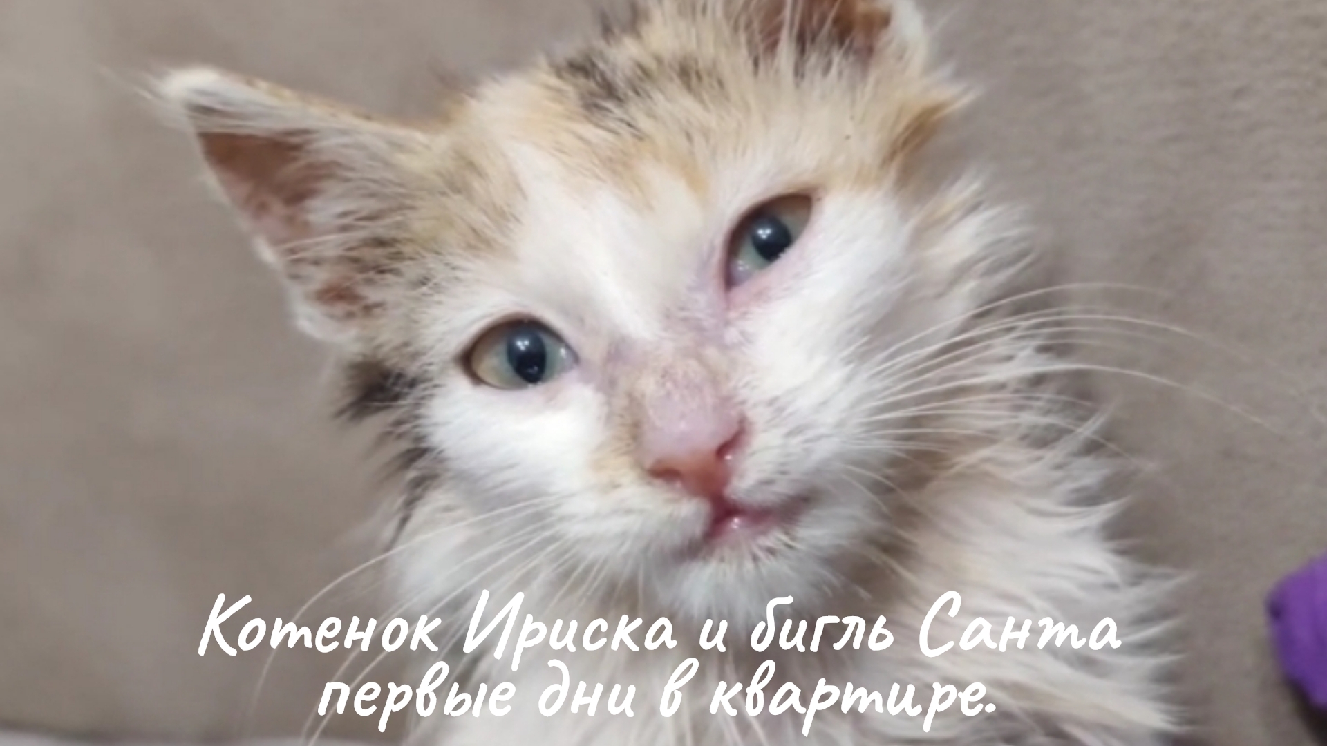 Котенок не обращает внимания на собаку. Бигль Санта в замешательстве...