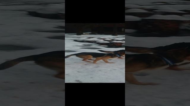 Том и Джерри