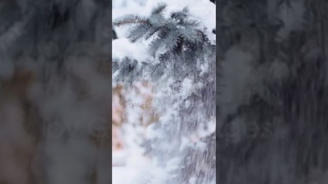 Чек-лист зимних дел в саду | советы садоводу