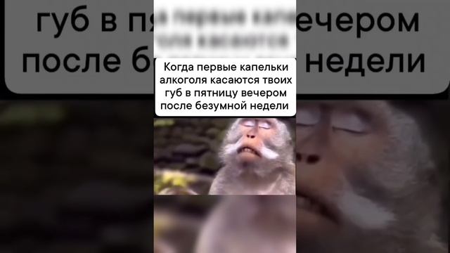 Кто так же ❔