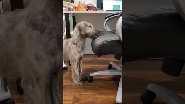 Милый и смешной щенок Ирландского Волкодава 🐾 😊❤️