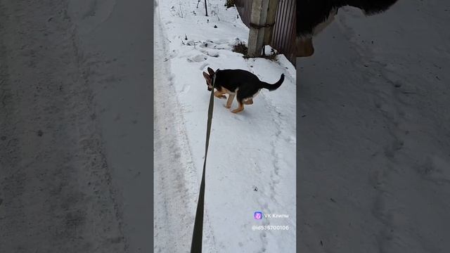 Щенок Барби ищет дом