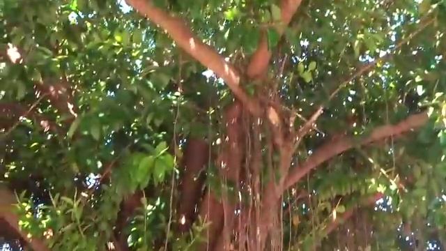 Hotel Kawama Club - Tree