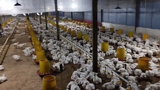 CARA MENJAGA LITTER/KASUR TETAP BAGUS DAN KERING,AGAR AYAM BROILER NYAMAN😎chicken farm