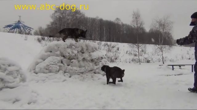 Препятствия для кане корсо и немецкой овчарки