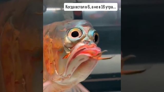 Когда проснулся не в 16 утра