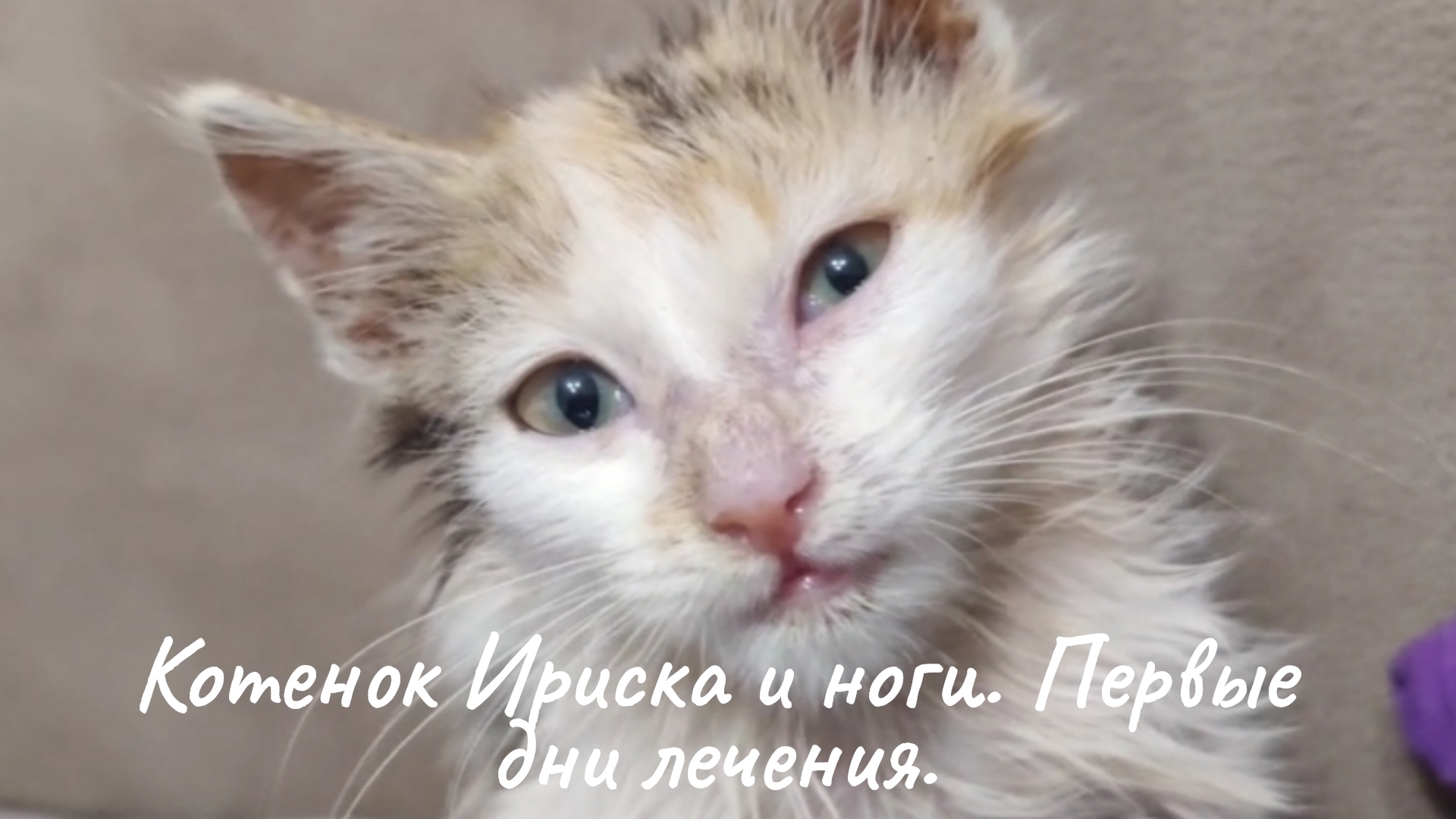 Котенок Ириска и ноги. Первые дни лечения.