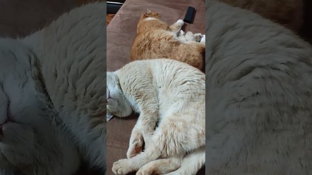 Мои коты